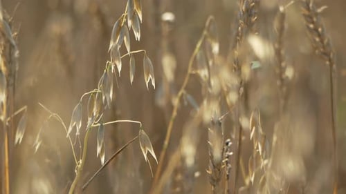 Golden Oat Stalks in a Field