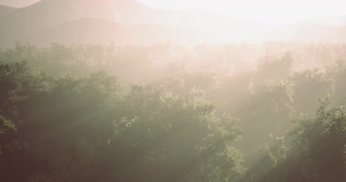Misty Morning in Lush Forest Reveals Sunlight Filtering Through Trees