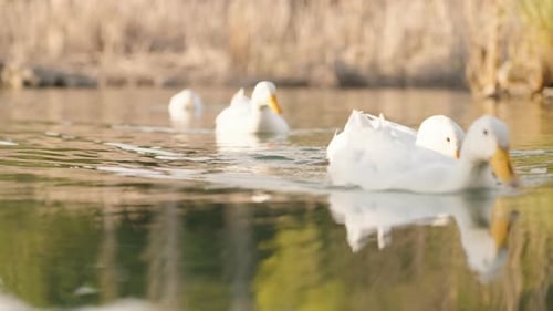 Close-Up of a Flock of White Geese Swimming in the Water.