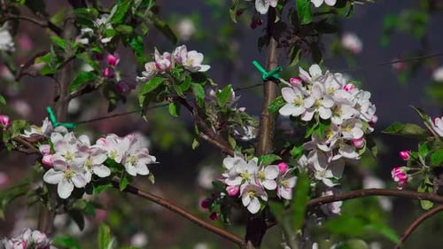 Apple blossoms on a windy but sunny day in spring