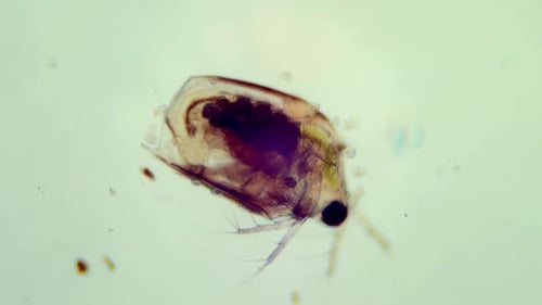 Microbes In Dirty
