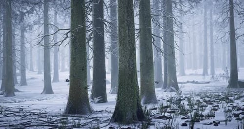 Winter Forest Landscape with Tall Trees and Snow Covering the Ground