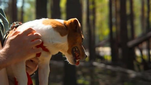 Man Pets Dog in Sunny Forest