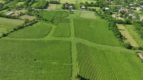 Aerial view of fresh green tea farm in Imereti region, Georgia