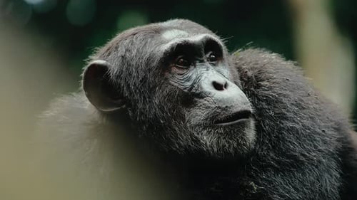 Chimpanzee staring into Kibale forest - endangered great ape in Africa