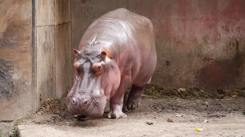 A hippopotamus at the San Diego Zoo, standing in the dirt