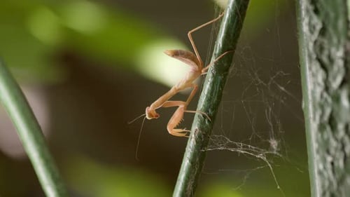 Pink Praying Mantis Hunter By Nature Gracefully Navigates From One Section of the Metal Fence to