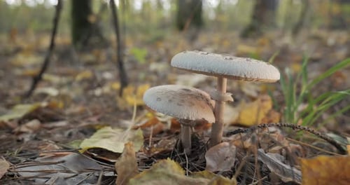 Macrolepiota Procera Mushroom in the Forest