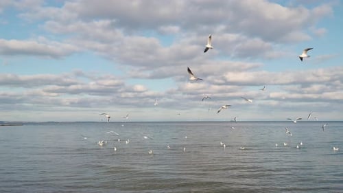 Seagulls Flying and Resting Near the Ocean Water