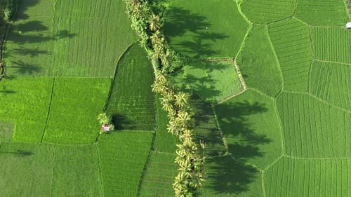 Agricultural Field