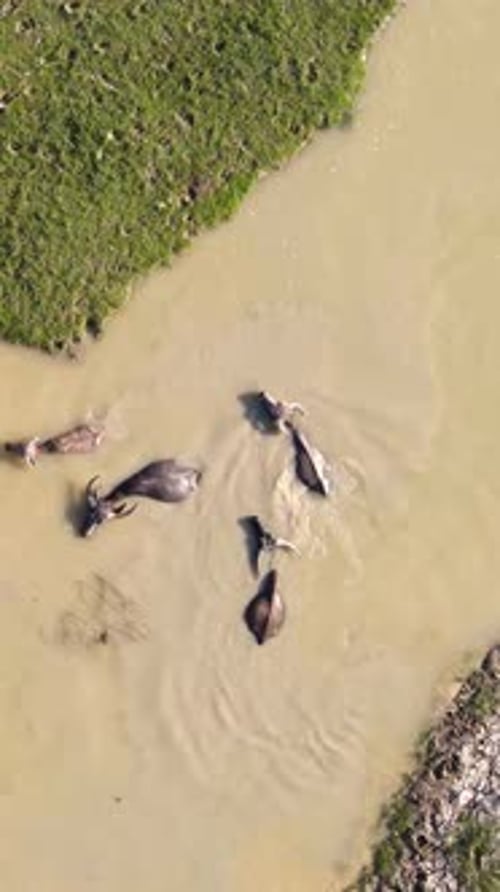 Buffle d'eau prenant un bain dans une eau trouble de poils asiatiques.