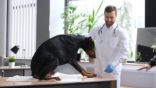 Dog Gets Examined at the Veterinary Clinic