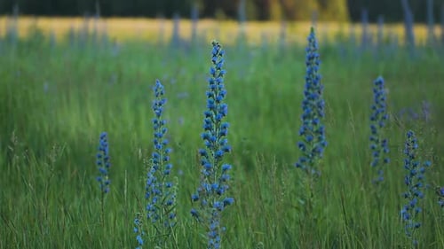 Beautiful Bluebells Growing in Green Meadow