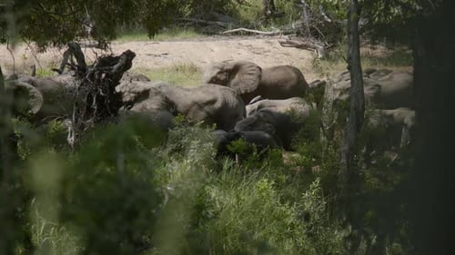 Elefantenherde, die im afrikanischen Wald spaziert, Vollbild-Zeitlupe. Tiere in natürlicher Umgebung, Wild