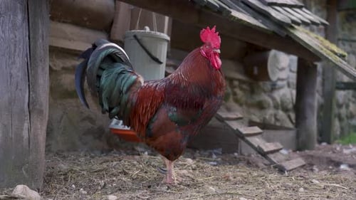 A Rooster Walks in the Backyard of a Farm