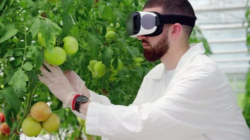 Man Using VR Headset Examining Tomatoes in Greenhouse