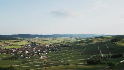 Drone survolant des plantations de vignobles avec des vignes par une journée d'été ensoleillée