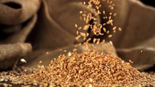 Wheat Grains Fall on the Table Filmed on a Highspeed Camera at 1000 Fps