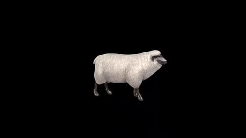 3D Animated White Sheep Standing and Looking Around
