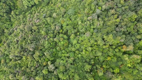 Lush green forest with trees of various sizes
