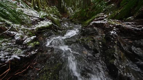 Water Running Down a Forest Stream with Snow Covered Ferns on the Sides