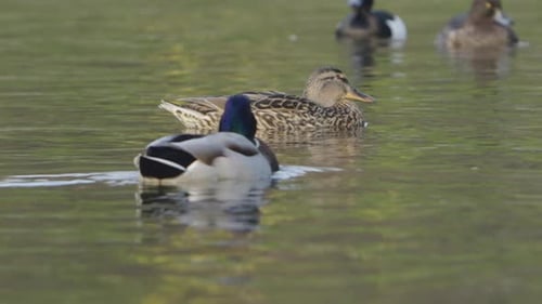 Mallard Ducks Leisurely Swimming in a Calm Park Pond