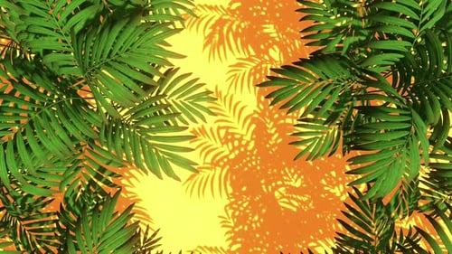 Palme Bunt Hd