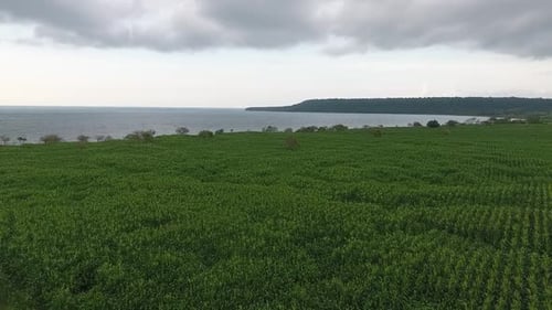 Aerial garden and sea views