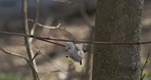 Longtailed Tit Bird Caught and