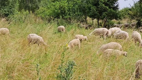 Sheep grazing in a green meadow