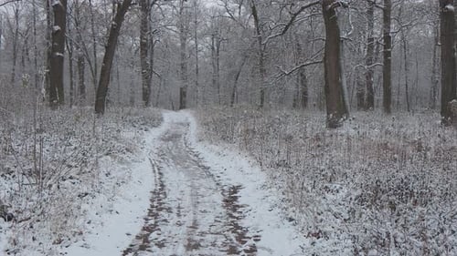 A beautiful walk through the winter forest. Trees, branches and bushes in the snow. Snow everywhere.