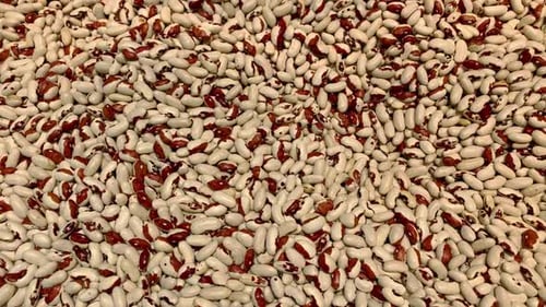 Pile of Haricot Beans Food Close Up