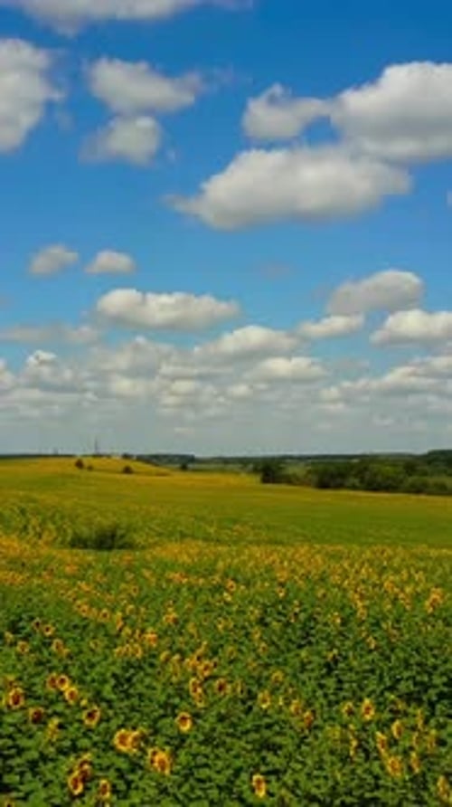 Sonnenblumenfeld und bewölkter blauer Himmel. Sonniger Sommertag über dem Sonnenblumenfeld