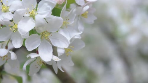 Close up of white flower petals on an apple tree in spring