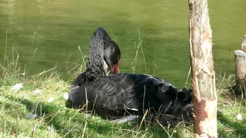 black swan