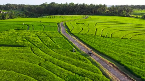Couple Drives Motorcycle Along Lush Green Rice Fields in Bali at Sunset