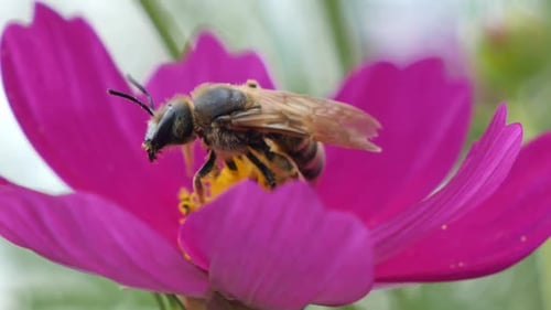 A bee on a vibrant pink flower gathering nectar during a sunny day, close-up