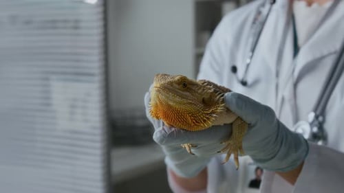 Veterinarian Holding a Bearded Dragon in Clinic