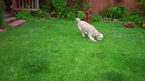 White Labradoodle Running Grass. Playful Dog on Garden Backyard. Happy Labradoodle Playing