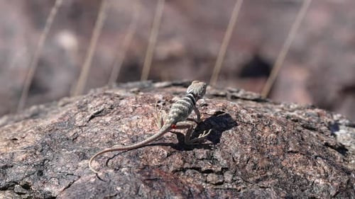 Great Basin Collared Lizard baby sunning itself on a rock