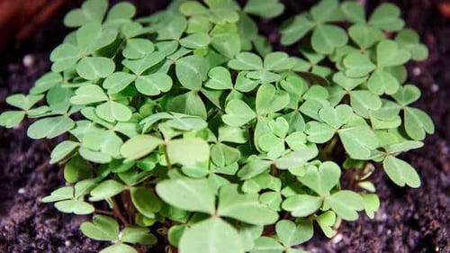Las hojas verdes de Oxalis se mueven sobre un fondo de tierra en Time Lapse. Plegado y despliegue estacionales