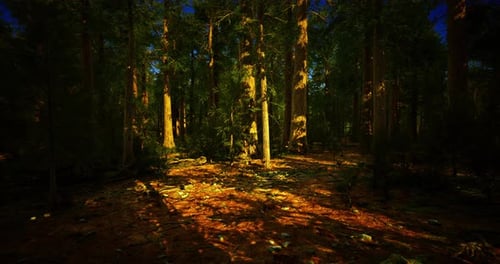 Sunlight Filters Through Trees in a Dense Forest During a Tranquil Afternoon