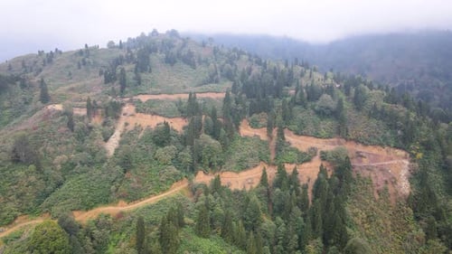 Destroyed Forests