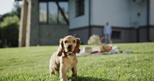 Adorable Puppy Runs Towards Camera on Green Lawn