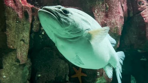 Closeup Video of a Large Silver Fish Swimming Gracefully in a Clear Aquarium Tank with Rocky