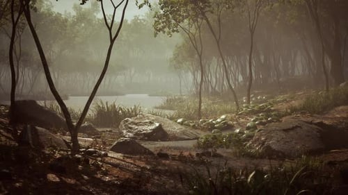 River in Mysterious Forest with Fog