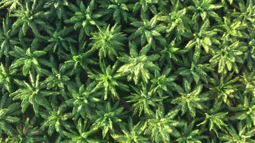 Aerial top down above view, drone flyover agricultural farmland capturing vast, dense African palm t