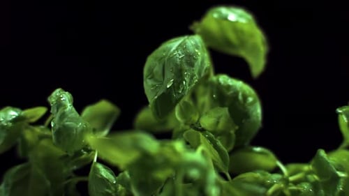 Macro Shot of Vibrant Green Basil Leaves