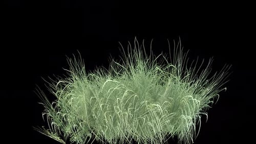 Raues Gras Windy 2