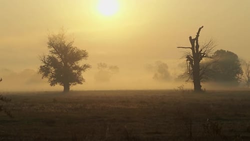 Shot of morning mist over open field at sunrise. Trees in the fog. Magic autumn morning.